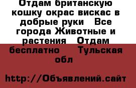 Отдам британскую кошку окрас вискас в добрые руки - Все города Животные и растения » Отдам бесплатно   . Тульская обл.